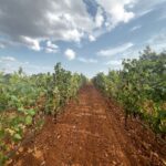 Domani evento conclusivo rassegna “Oria in 6 giorni” con il GAL Terre del Primitivo e l’Associazione 72024 I filari 72024