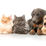 Situazione cani e gatti randagi nel territorio comunale. L’Amministrazione Comunale indice un bando per la sterilizzazione gratuita. Domande entro il 31/01/2024 beautiful dog and cat on white