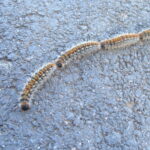 Oria: Avvistata la Processionaria tra le strade e le campagne della città. I rischi per animali e uomo. Ecco cosa fare Processionaria wikimedia commons