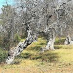 Salento: Coldiretti si confronta con gli agricoltori sui metodi di ripristino degli uliveti colpiti da Xylella xylella
